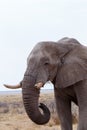 Big african elephants on Etosha national park