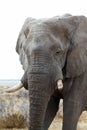 Big african elephants on Etosha national park