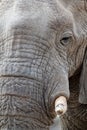 Big african elephants on Etosha national park Royalty Free Stock Photo