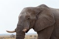 Big african elephants on Etosha national park Royalty Free Stock Photo