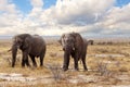 Big african elephants on Etosha national park Royalty Free Stock Photo