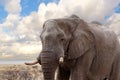 Big african elephants on Etosha national park Royalty Free Stock Photo