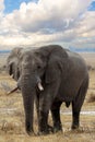 Big african elephants on Etosha national park Royalty Free Stock Photo