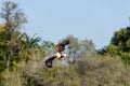 Big african fish eagle in the okawango delta of Botswana Royalty Free Stock Photo