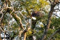 Big african fish eagle in the okawango delta of Botswana in Africa Royalty Free Stock Photo