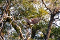 Big african fish eagle in the okawango delta of Botswana in Africa Royalty Free Stock Photo