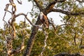 Big african fish eagle in the okawango delta of Botswana in Africa Royalty Free Stock Photo