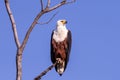 Big african fish eagle in the okawango delta of Botswana Royalty Free Stock Photo