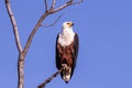 Big african fish eagle in the okawango delta of Botswana Royalty Free Stock Photo