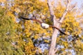Big african fish eagle in the okawango delta of Botswana Royalty Free Stock Photo