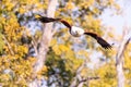 Big african fish eagle in the okawango delta of Botswana Royalty Free Stock Photo