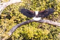Big african fish eagle in the okawango delta of Botswana Royalty Free Stock Photo