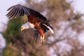 Big african fish eagle in the okawango delta of Botswana Royalty Free Stock Photo