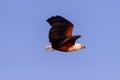 Big african fish eagle in the okawango delta of Botswana Royalty Free Stock Photo