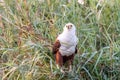 Big african fish eagle in the okawango delta of Botswana Royalty Free Stock Photo