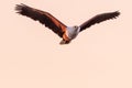 Big african fish eagle in the okawango delta of Botswana Royalty Free Stock Photo