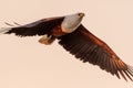 Big african fish eagle in the okawango delta of Botswana Royalty Free Stock Photo