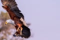 Big african fish eagle in the okawango delta of Botswana Royalty Free Stock Photo