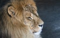 Big African lion close-up portrait