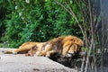 Big African lion resting in the shade of trees Royalty Free Stock Photo