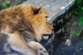 Big African lion resting in the shade of trees Royalty Free Stock Photo