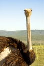 Big african ostrich on safari in South Africa Royalty Free Stock Photo