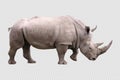 Big african Rhino isolated