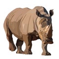 Big African rhino wlking isolated vector illustration Royalty Free Stock Photo