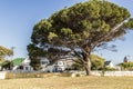 Big African tree in Cape Town, South Africa Royalty Free Stock Photo