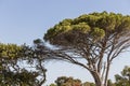 Big African tree in Cape Town, South Africa Royalty Free Stock Photo