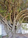 Big African unique and multi-stemmed tree in Cape Town