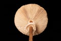 Big agaric gills cap of macrolepiota procera parasol mushroom isolated on black background Royalty Free Stock Photo