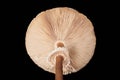 Big agaric gills cap of macrolepiota procera parasol mushroom isolated on black background Royalty Free Stock Photo