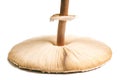 Big agaric gills cap of macrolepiota procera parasol mushroom, white background, brown mushroom Royalty Free Stock Photo