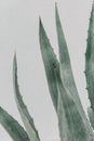 Big agave plant leaves green white background