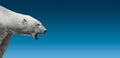 Big aggressive growling polar bear head isolated at gradient blue sky background with copy space, closeup, details