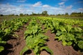 Big agricutural field with different vegetables