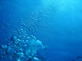 Big air bubbles rising up in blue ocean water Royalty Free Stock Photo