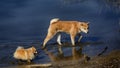 Big akita and small spitz walking on the river