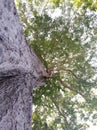 A big albisian tree in the city garden at the home town having big branches.very old and ver strong looking trunk.