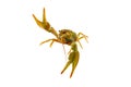 Big alive crayfish isolated on white Royalty Free Stock Photo