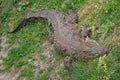 Big alive crocodile having sunbath on fresh green grass