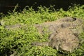 Big alive crocodile having sunbathe on fresh green grass Royalty Free Stock Photo