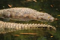 Big alive crocodile having sunbathe on fresh green grass Royalty Free Stock Photo