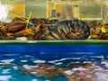 Big alive lobsters for sale at seafood market Royalty Free Stock Photo