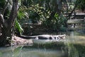 Big alligator in green water with plant in zoo Royalty Free Stock Photo