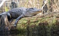 Large American Alligator missing a foot and wound on face basking in the Okefenokee Swamp
