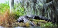 Big Alligators side by side in a small Florida swamp. Royalty Free Stock Photo