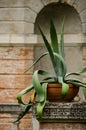 Big Aloe plant in Konopiste