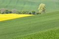 Big alone tree in green and yellow fields Royalty Free Stock Photo